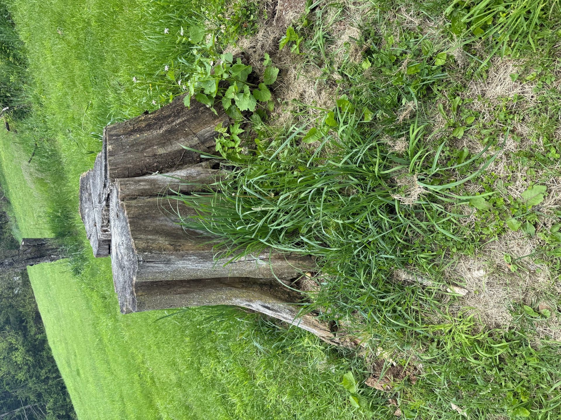 Tree removal and stump grinding service in Donora, PA